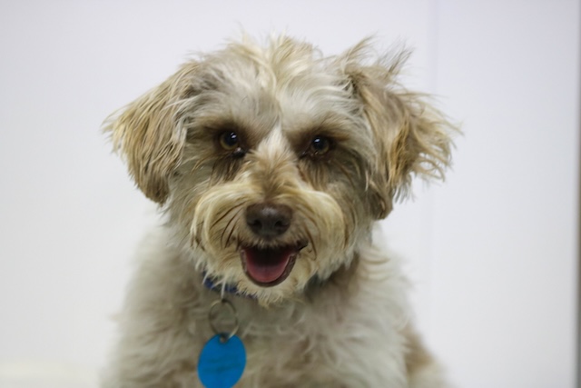 Finn 
Schnauzer Mix
Neutered Male
4 years - 15 lbs