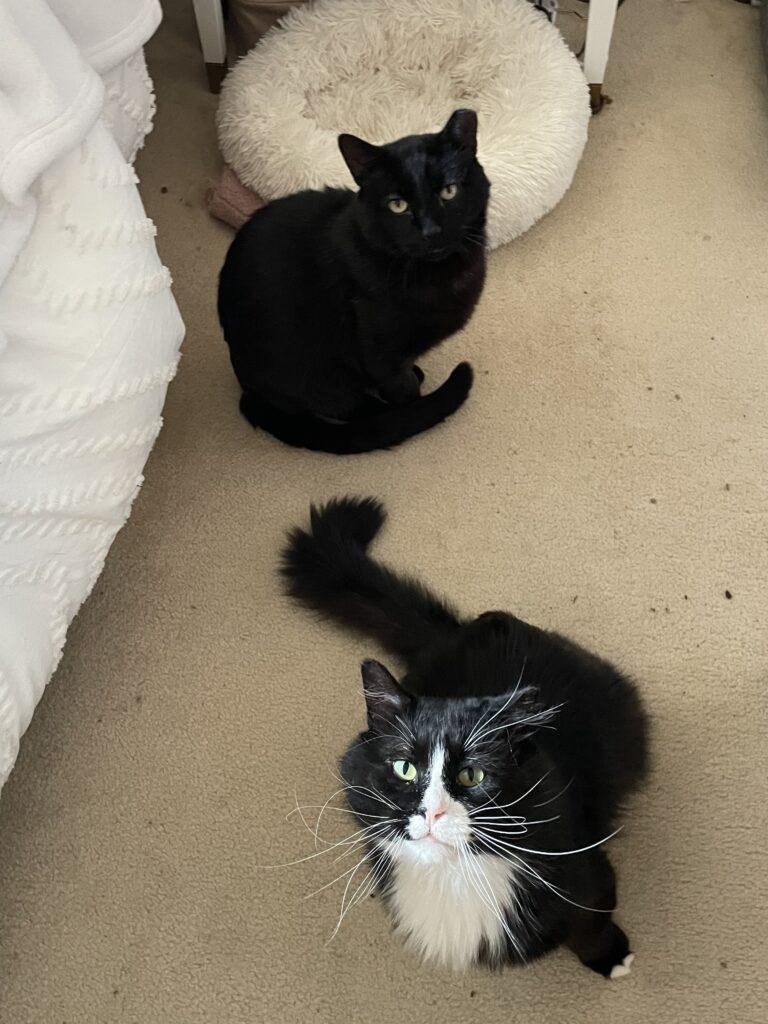 Blackie and Silver
Domestic Short Hair / Domestic Long Hair
Neutered Males
3 years - 14 lbs / 15 lbs
