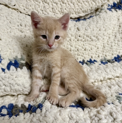 Saffron
Domestic Short Hair
Neutered Male
2.5 months - 2.5 lbs