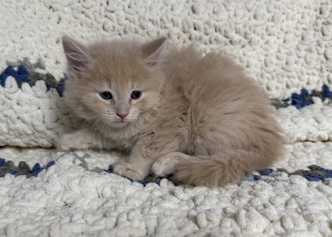 Cream Puff
Domestic Short Hair
Spayed Female
2.5 months - 2.5 lbs