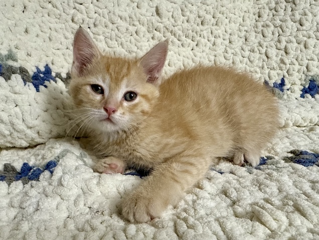 Chickpea
Domestic Short Hair
Neutered Male
2.5 months - 2.5 lbs