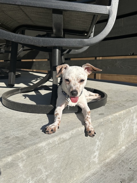 Crawford
Chi Mix
Neutered Male
5 months - 7 lbs