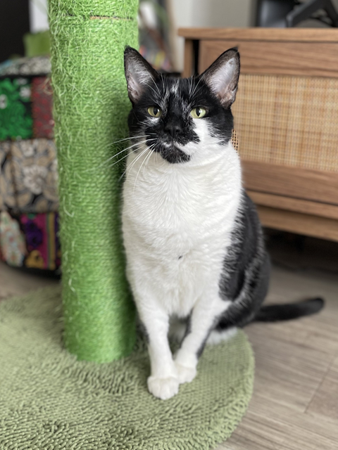 Mama Indiana
Domestic Short Hair
Spayed Female
2 years - 8 lbs