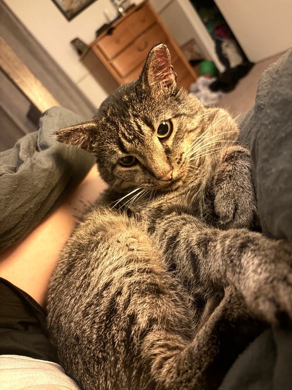Mr. Grey Former Street Cat Current King of Blankets
Domestic Short Hair
Neutered Male
10 years  - 9 lbs