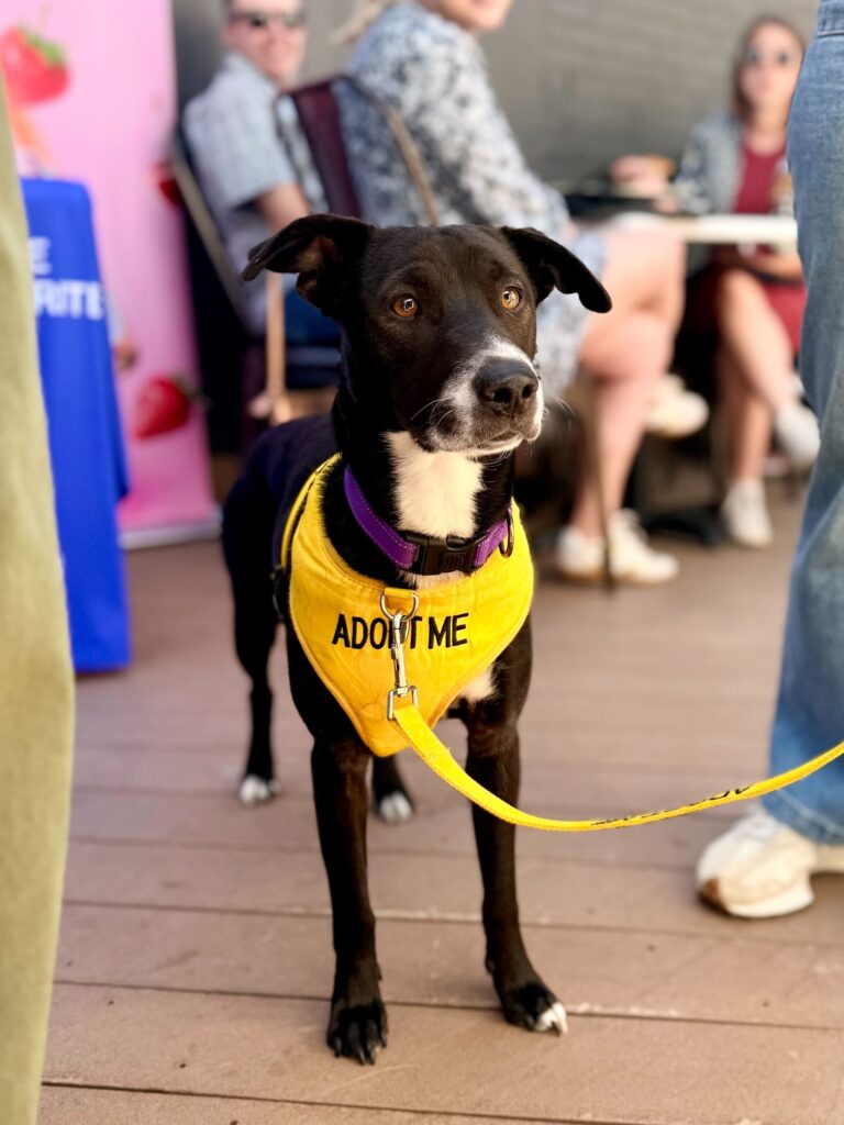 Cali from Payroll (Pays in Chaos and Affection)
Lab Mix
Spayed Female
1 year - 38 lbs