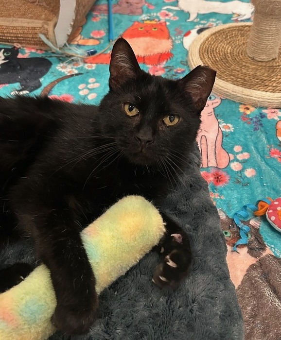 Becker
Domestic Short Hair
Neutered Male
4.5 years - 10.5 lbs