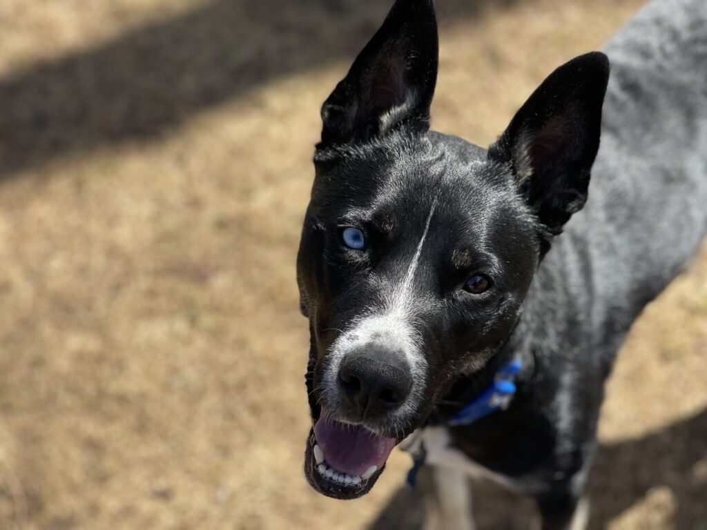 Bailey Ann
Husky Mixx
Spayed Female
1.5 years - 35 lbs