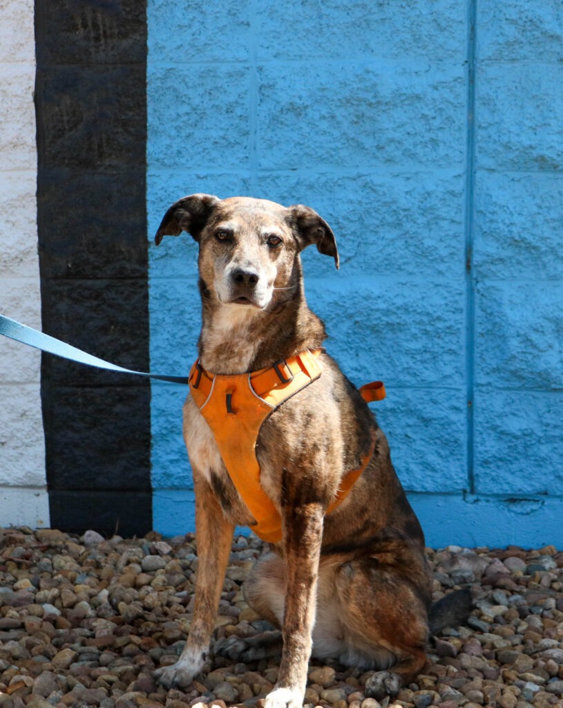 Kona
Australian Cattle Dog Mix
Spayed Female
10 years - 49 lbs