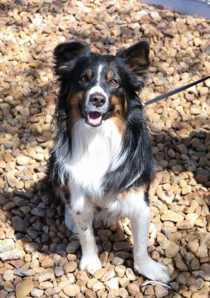 Jack
Border Collie
Neutered Male
2.5 years - 33 lbs