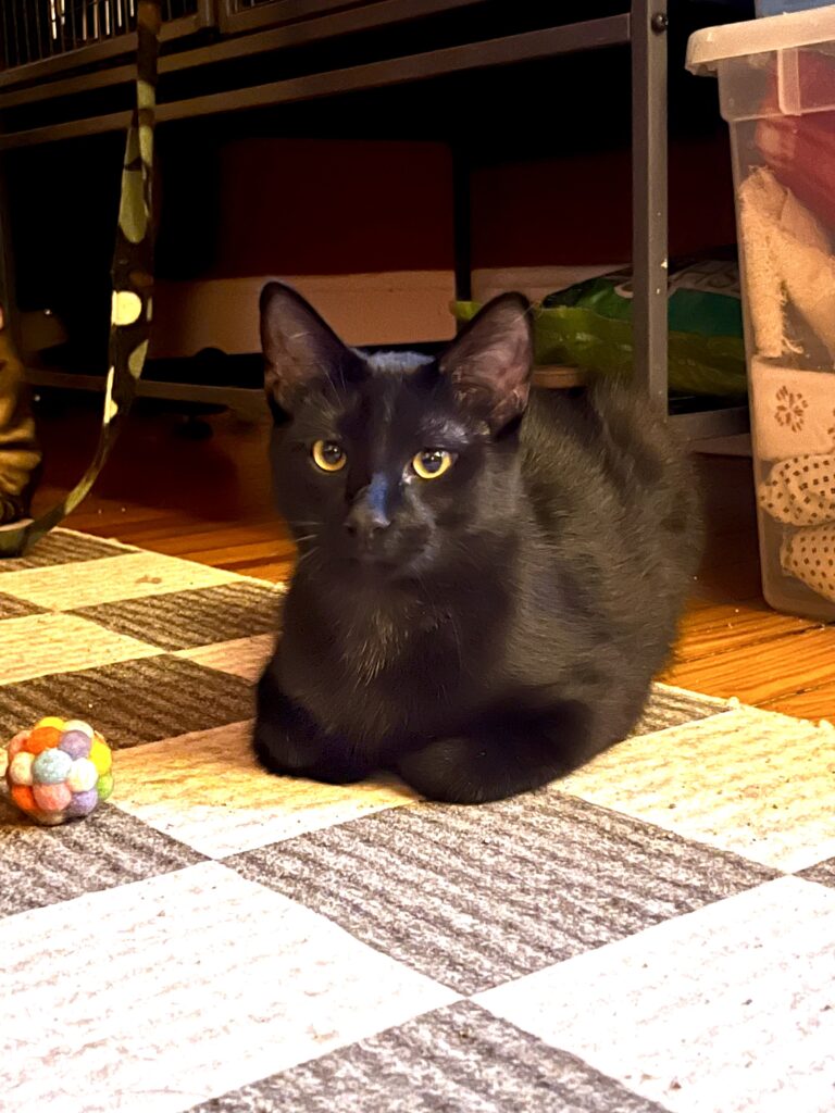 Murdoc
Domestic Short Hair
Neutered Male
8 months - 7.5 lbs 