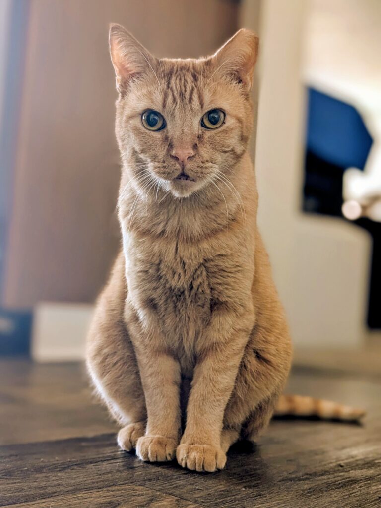 Chicken Nugget
Domestic Short Hair
Neutered Male
8.5 years - 10 lbs 