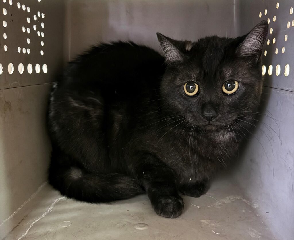 Hachi
Domestic Short Hair
Spayed Female
2 years-  9.5 lbs